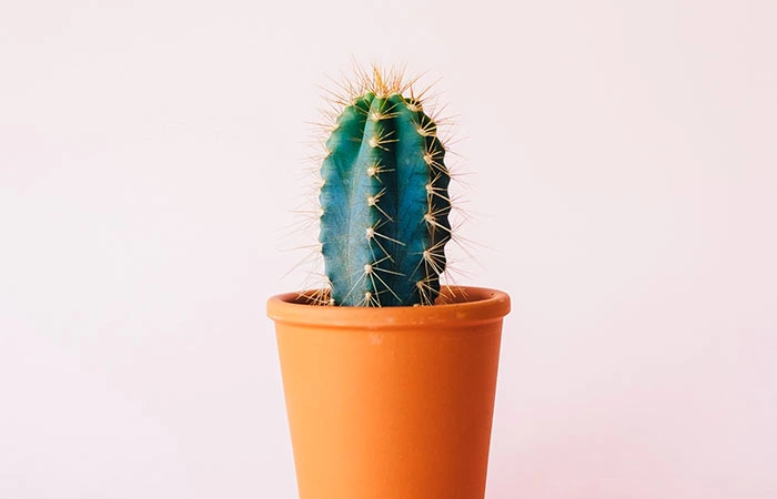 アトリエの窓辺に飾られた観葉植物