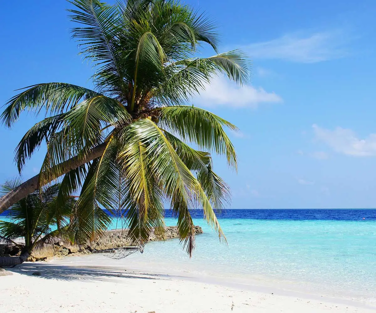 木陰の木と海辺の景色の写真